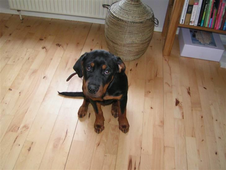 Rottweiler Liva billede 7