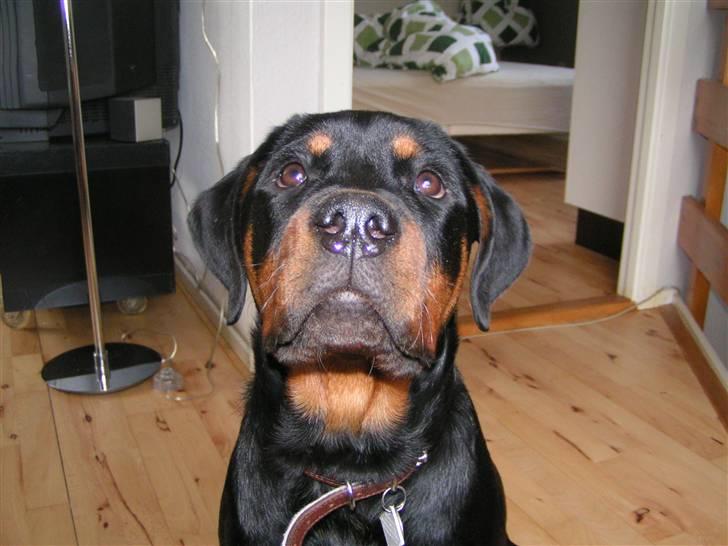 Rottweiler Liva billede 8