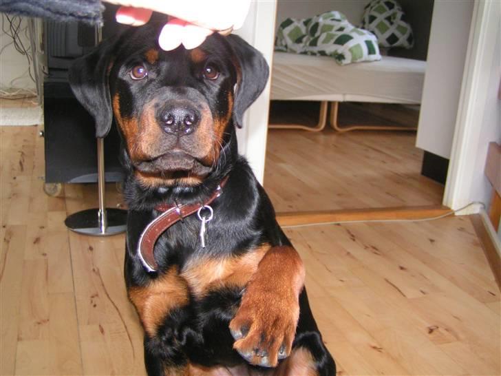 Rottweiler Liva billede 9