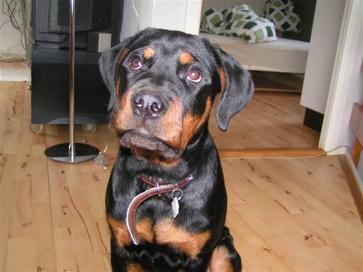 Rottweiler Liva billede 10