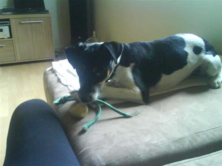 Dansk svensk gaardhund Buster billede 1