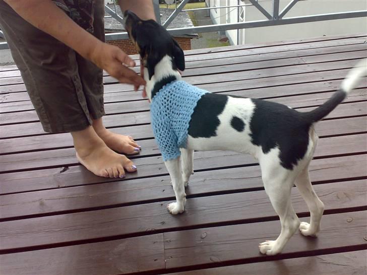 Dansk svensk gaardhund Buster - Er jeg ikk lidt sød med trøje på :) billede 2