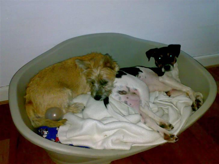 Dansk svensk gaardhund Buster - mig og min legekammerat ( Buller ) billede 3