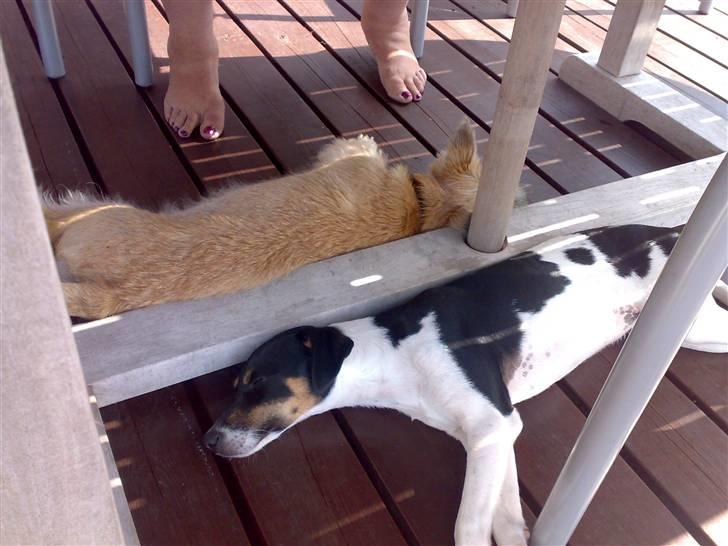 Dansk svensk gaardhund Buster - mig og min legekammerat der er blevet lidt trætte ( Buller ) billede 4