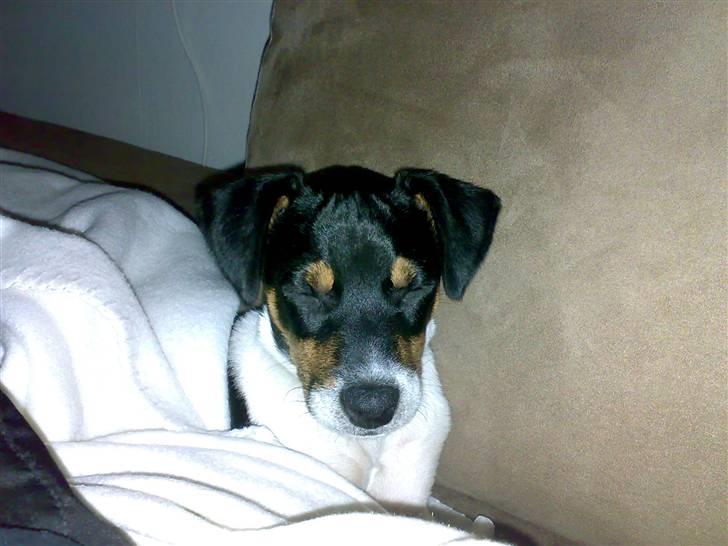 Dansk svensk gaardhund Buster - er alså lidt træt billede 5