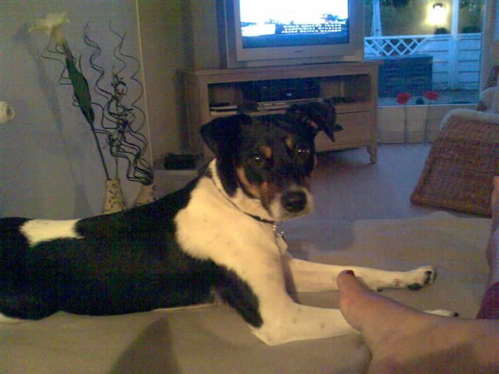 Dansk svensk gaardhund Buster billede 6