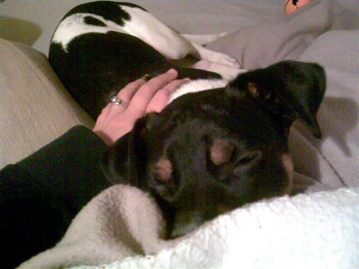 Dansk svensk gaardhund Buster billede 7