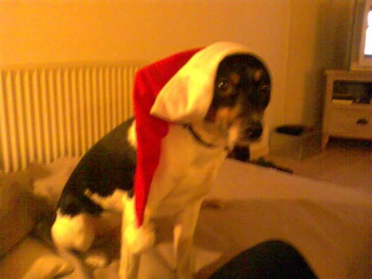 Dansk svensk gaardhund Buster - er jeg ikk sød.. :) billede 8