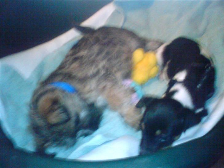 Dansk svensk gaardhund Buster - mig og min legekammerat ( buller ) billede 9