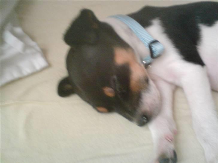 Dansk svensk gaardhund Buster billede 10