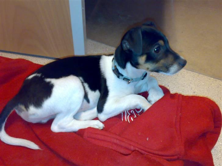 Dansk svensk gaardhund Buster billede 11