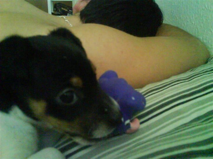 Dansk svensk gaardhund Buster billede 12