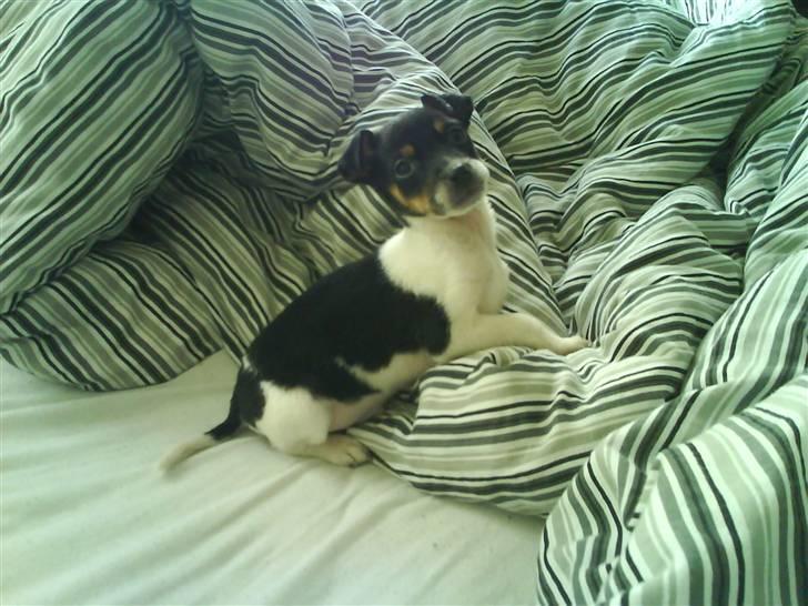 Dansk svensk gaardhund Buster billede 13