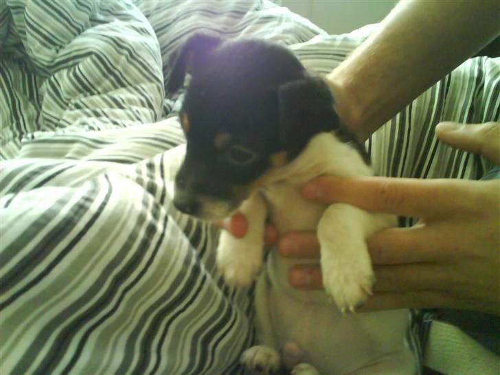 Dansk svensk gaardhund Buster billede 14