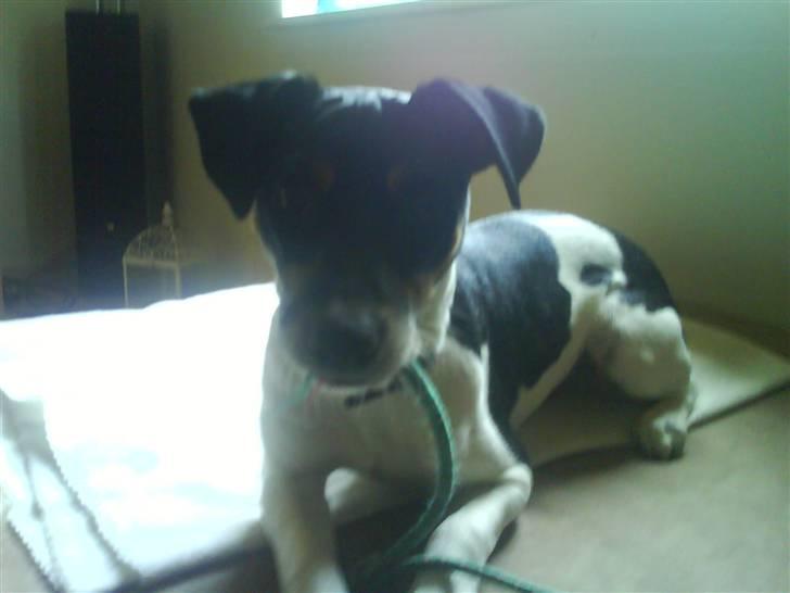 Dansk svensk gaardhund Buster billede 15