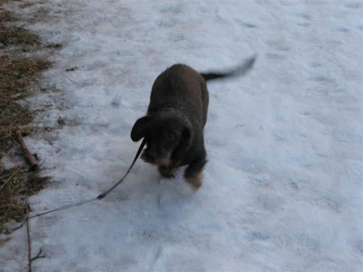 Gravhund Petra  † 09-04-2010  † - Nyt (: billede 18