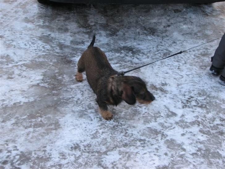 Gravhund Petra  † 09-04-2010  † - Nyt ;b billede 19