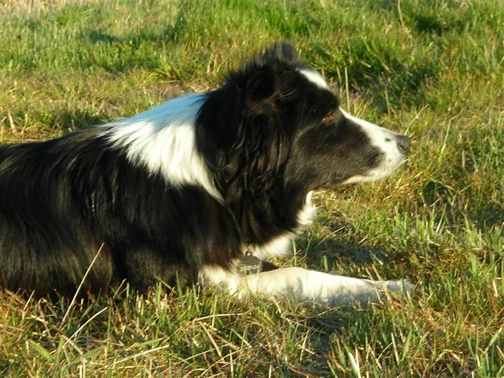 Border collie safir RIP billede 9