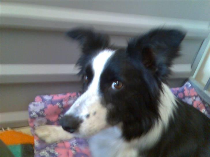 Border collie safir RIP billede 12