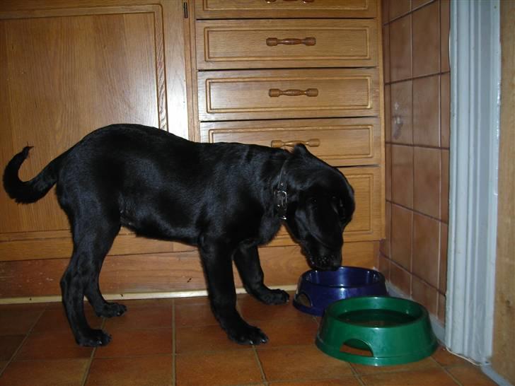 Labrador retriever Mille min mannds hund billede 9