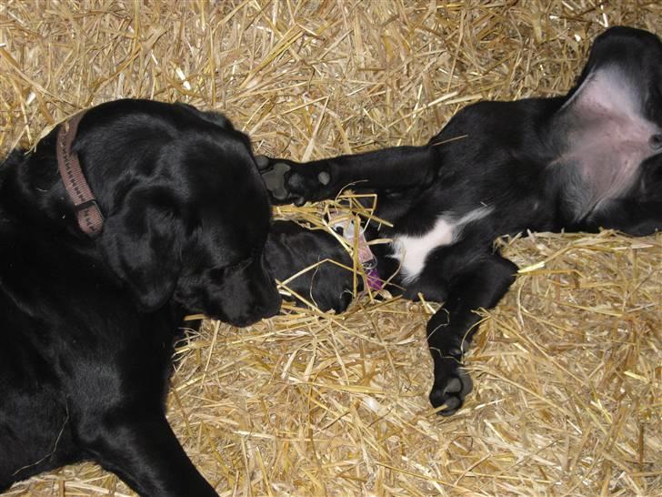 Labrador retriever Mille min mannds hund billede 10