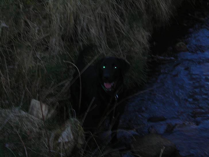 Labrador retriever Mille min mannds hund billede 11