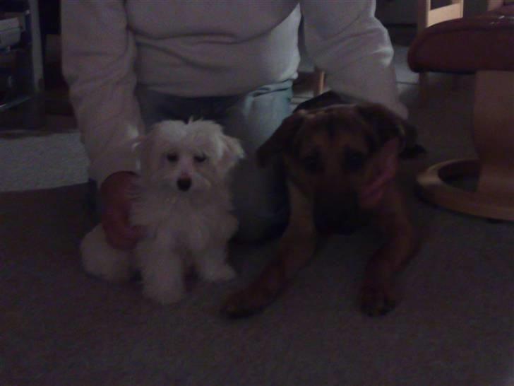 Coton de tulear Freja - Freja og fætter Gizmo billede 8