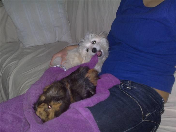 Coton de tulear Freja - Freja elsker at ligge ved siden af marsvinene. billede 9