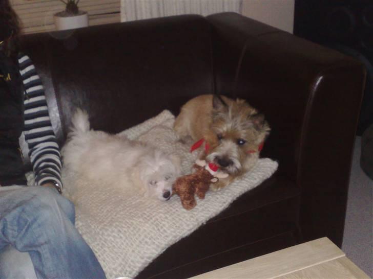 Coton de tulear Freja - Freja sammen med Magnus.. billede 10