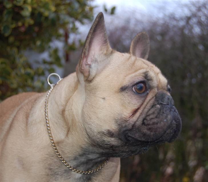 Fransk bulldog Boris - 10 mdr billede 15