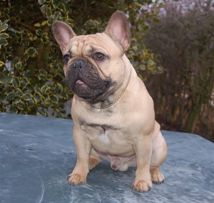 Fransk bulldog Boris billede 16