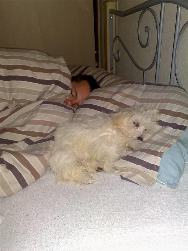 Coton de tulear Freja - Freja putter på puden ved siden af far d. 1/1-09 :) billede 11