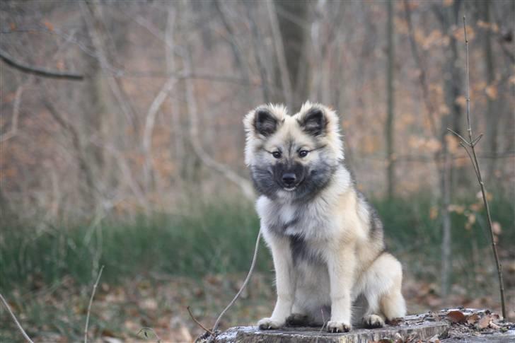Islandsk fårehund SIGLA (R.I.P - 2022) - på træstubben igen - nu 5½ måned billede 14