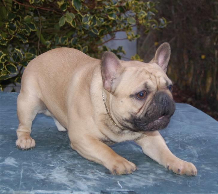 Fransk bulldog Boris billede 17