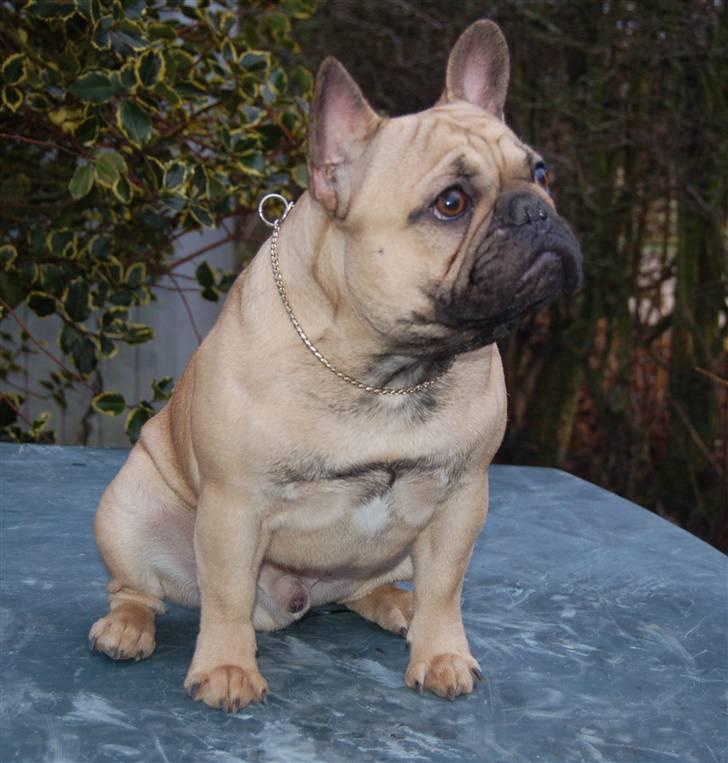Fransk bulldog Boris billede 18