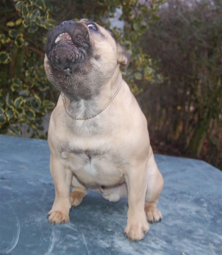 Fransk bulldog Boris billede 19