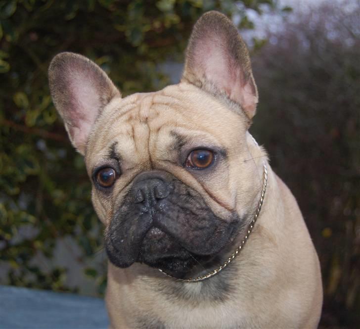 Fransk bulldog Boris billede 20