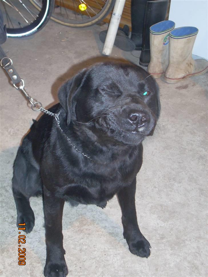 Labrador retriever Baloo - Voksne baloo billede 11