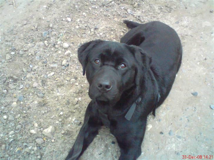 Labrador retriever Baloo - Tuddelu billede 12