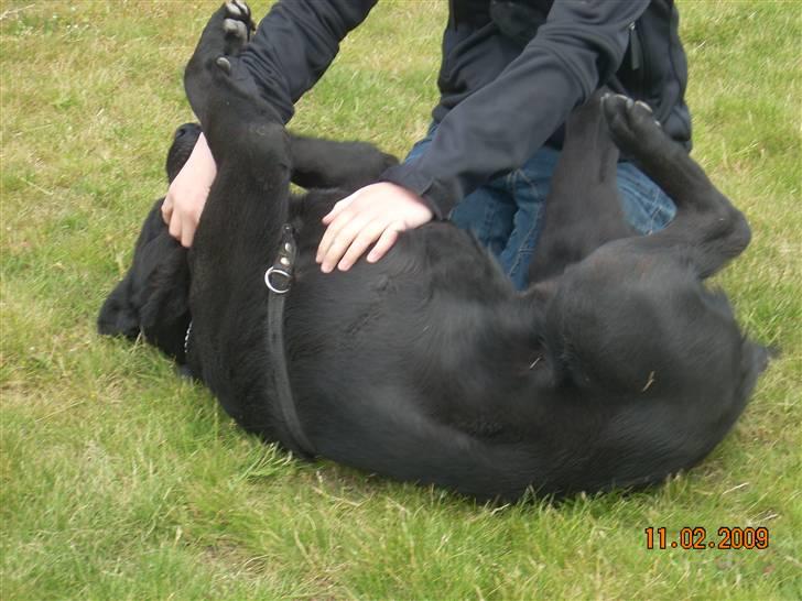 Labrador retriever Baloo - Han elsker det!!!! billede 13