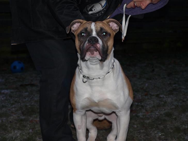 Amerikansk bulldog Cadillac Bulls " Tank " billede 7