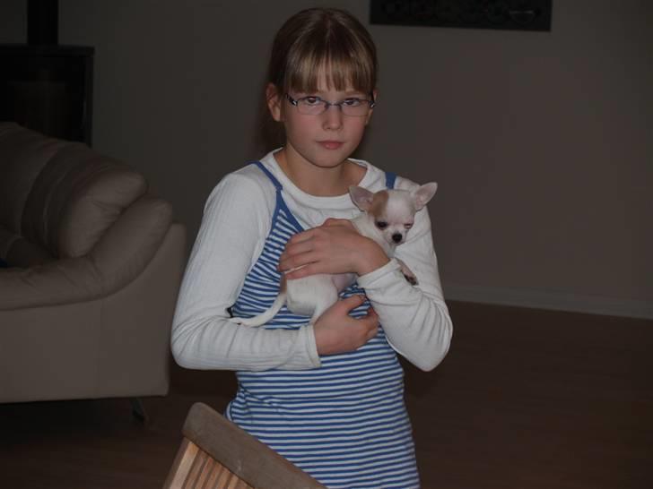 Chihuahua Baby billede 18