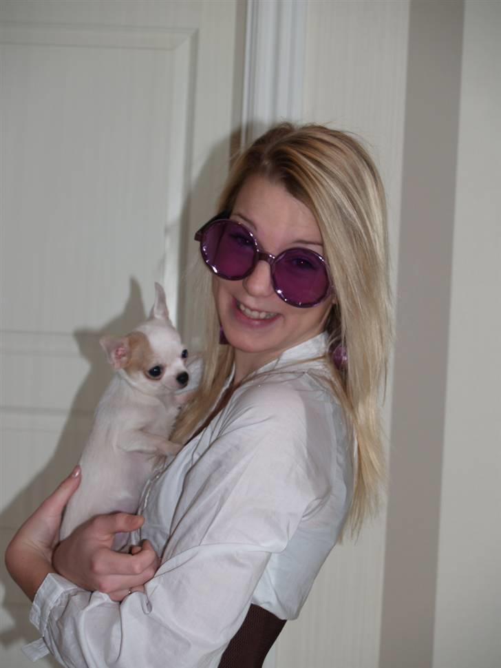 Chihuahua Baby billede 19