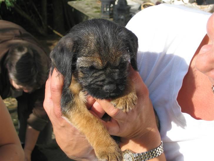 Border terrier kalikama moonfleet  billede 15