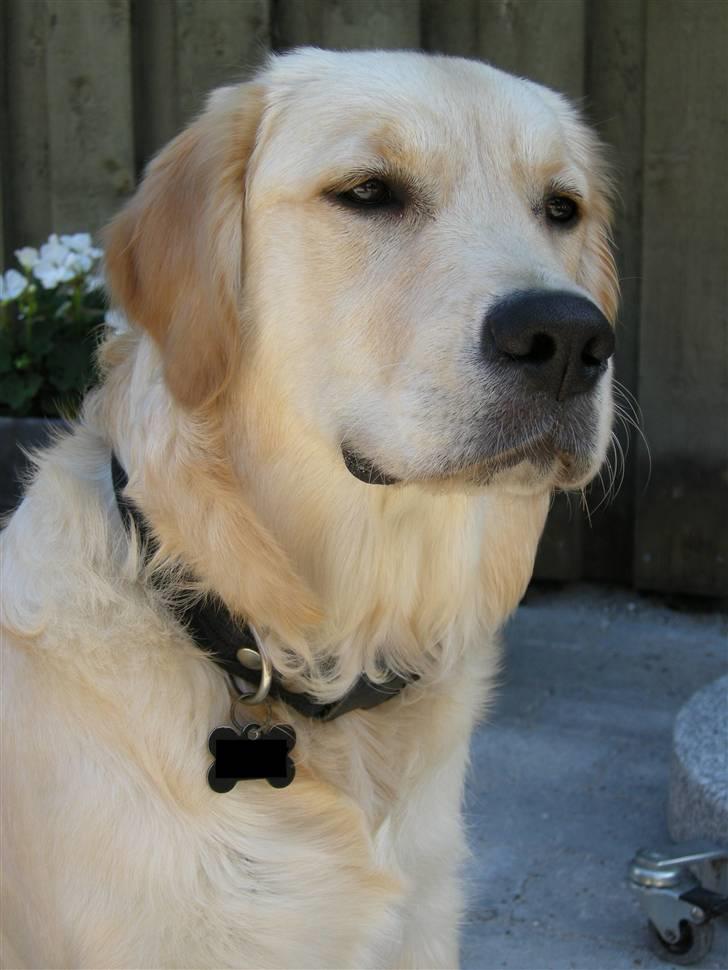 Golden retriever Emma  billede 1