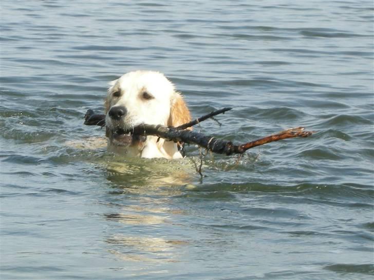 Golden retriever Emma  billede 2