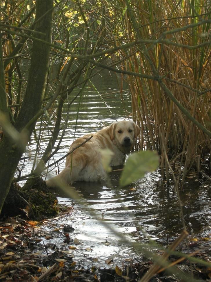 Golden retriever Emma  billede 3