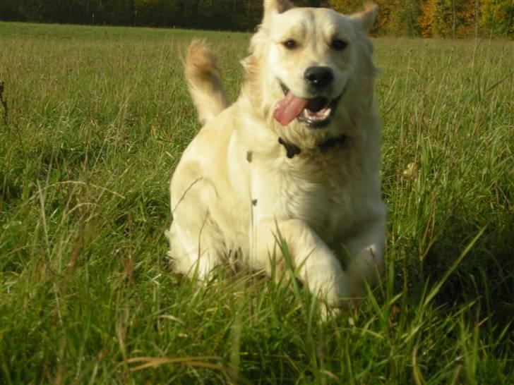 Golden retriever Emma  billede 4