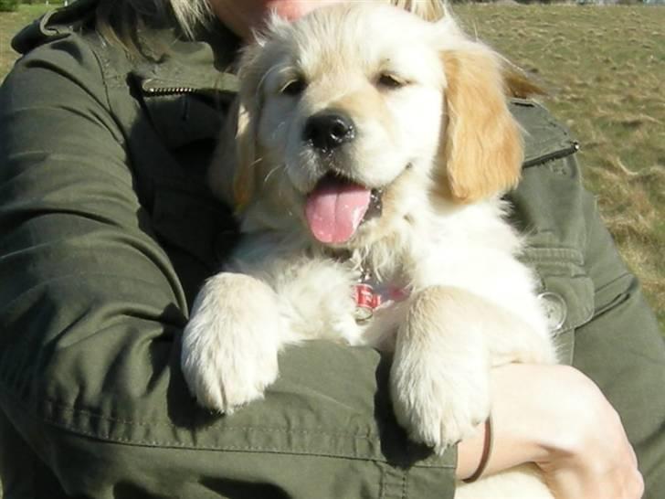 Golden retriever Emma  billede 5