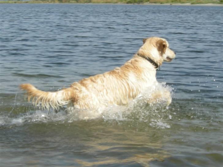 Golden retriever Emma  billede 7